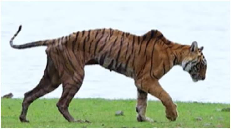 Arrowhead T-84 tigress Ranthambore