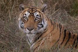 Krishna T-19 tigress Ranthambore