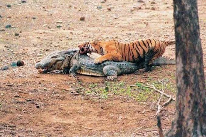 Machli T-16 legendary tigress of Ranthambore