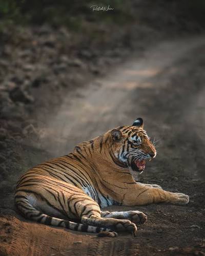 Noor T-39 tigress Ranthambore