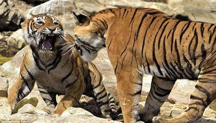 Riddhi and Siddhi tigresses Ranthambore