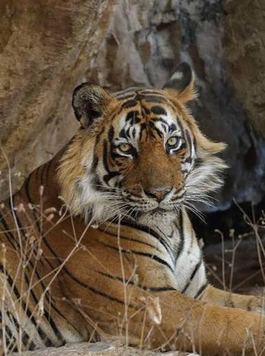 Ustad T-24 male tiger Ranthambore