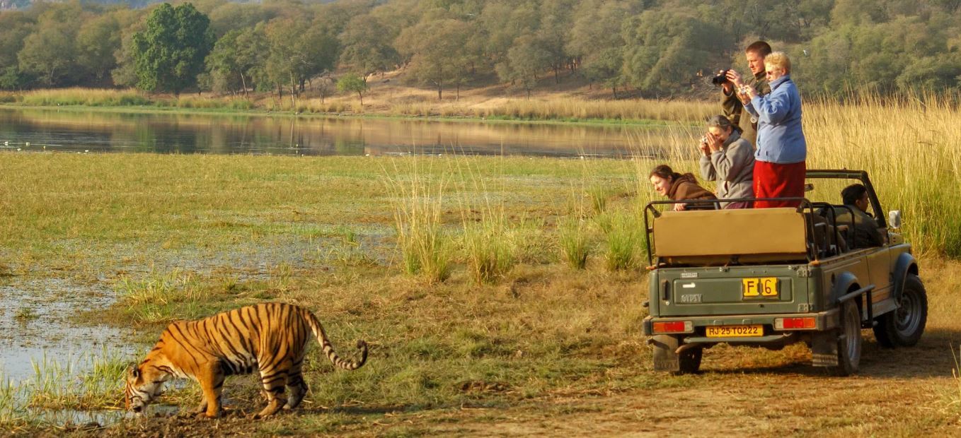 Ranthambore tiger safari sighting