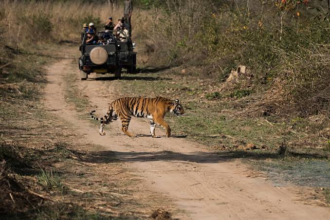 Ranthambore Zone 1 Singh Dwar safari