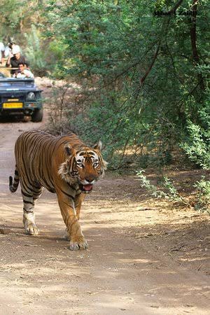 Ranthambore Zone 10 Aantri safari