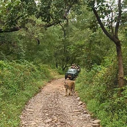 Ranthambore Zone 2 water holes safari