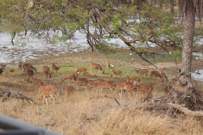 Ranthambore Zone 4 Padam Talab lake safari