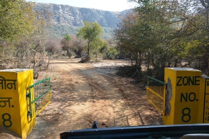 Ranthambore Zone 8 buffer zone leopard territory